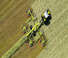 Andaineurs rotatifs Claas Liner 4700 Trend 