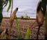 Ensileuses - traction 4 roues Claas Jaguar 1080
