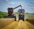 Moissonneuse-batteuses Massey Ferguson Activa 7343-MCS