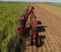 Moissonneuse-batteuses Case IH Austoft 9900