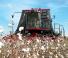 Moissonneuse-batteuses Case IH Module Express 635
