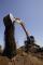 Excavatrice sur chenilles Case CX235CSR 