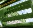 Remorques autochargeuses d'ensilage Krone AX 280 HD