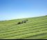 Remorques autochargeuses d'ensilage Pöttinger Primo 801 L
