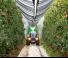 Tracteurs 4WD BCS Eagle 85 RS SDT