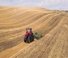 Tracteurs à chenilles Case IH AFS Connect Magnum 380 ROWTRAC