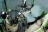 Fendt 208 V Vario