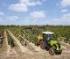 Tracteurs 4WD Claas Nexos 210 VE